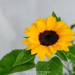 梦境之家酒店 伊亚