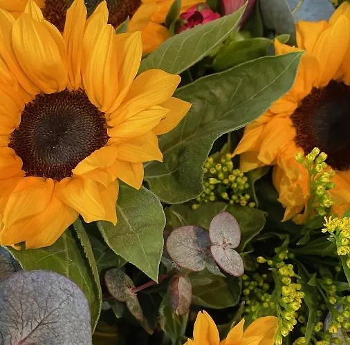 Daire Dreamland ηouses *