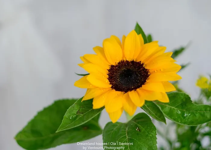 드림랜드 하우스 이아